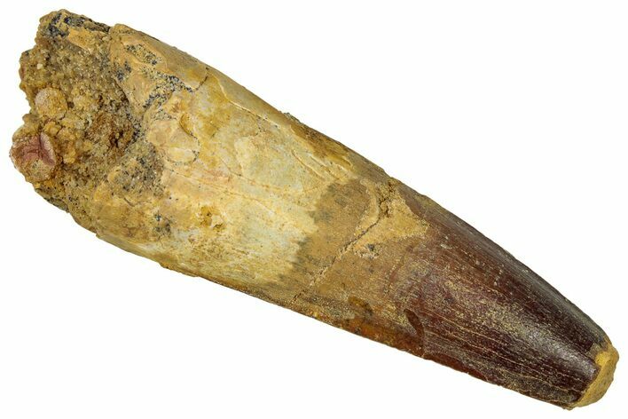 Fossil Spinosaurus Tooth - Real Dinosaur Tooth #353040